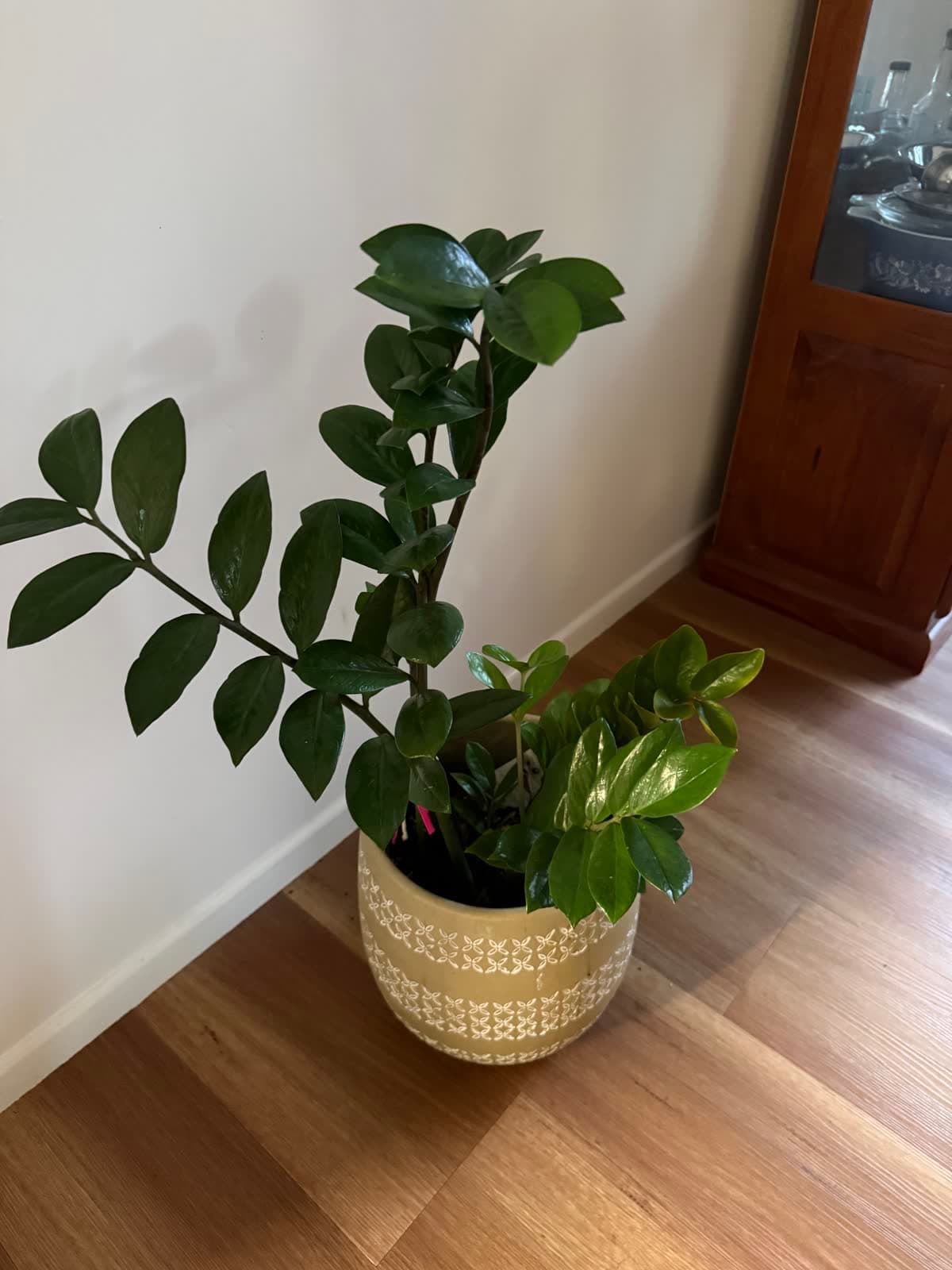ZZ Plant in Ceramic Pot photo 2